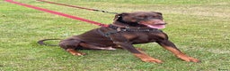 Dobermann dogs for stud: PROVEN SIRE, SON OF COME AS YOU ARE I-REX(Imp Scg) in Leeds - Advert 17