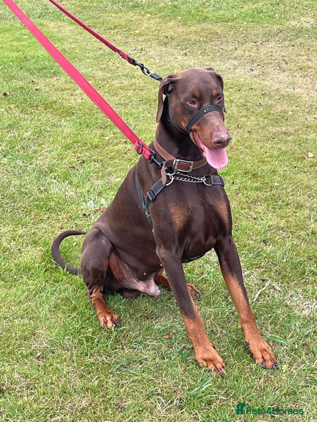 Dobermann dogs for stud: PROVEN SIRE, SON OF COME AS YOU ARE I-REX(Imp Scg) in Leeds - Image 17
