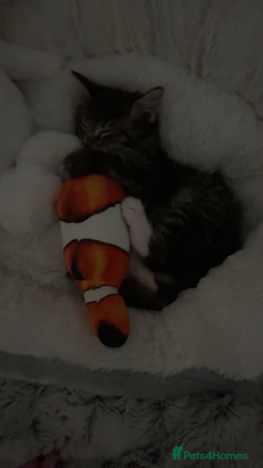 Maine Coon cats for sale: Maine Coon Kitten for sale  - Image 5