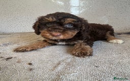 Shihpoo dogs for sale: Stunning shihpoo puppies - Image 5