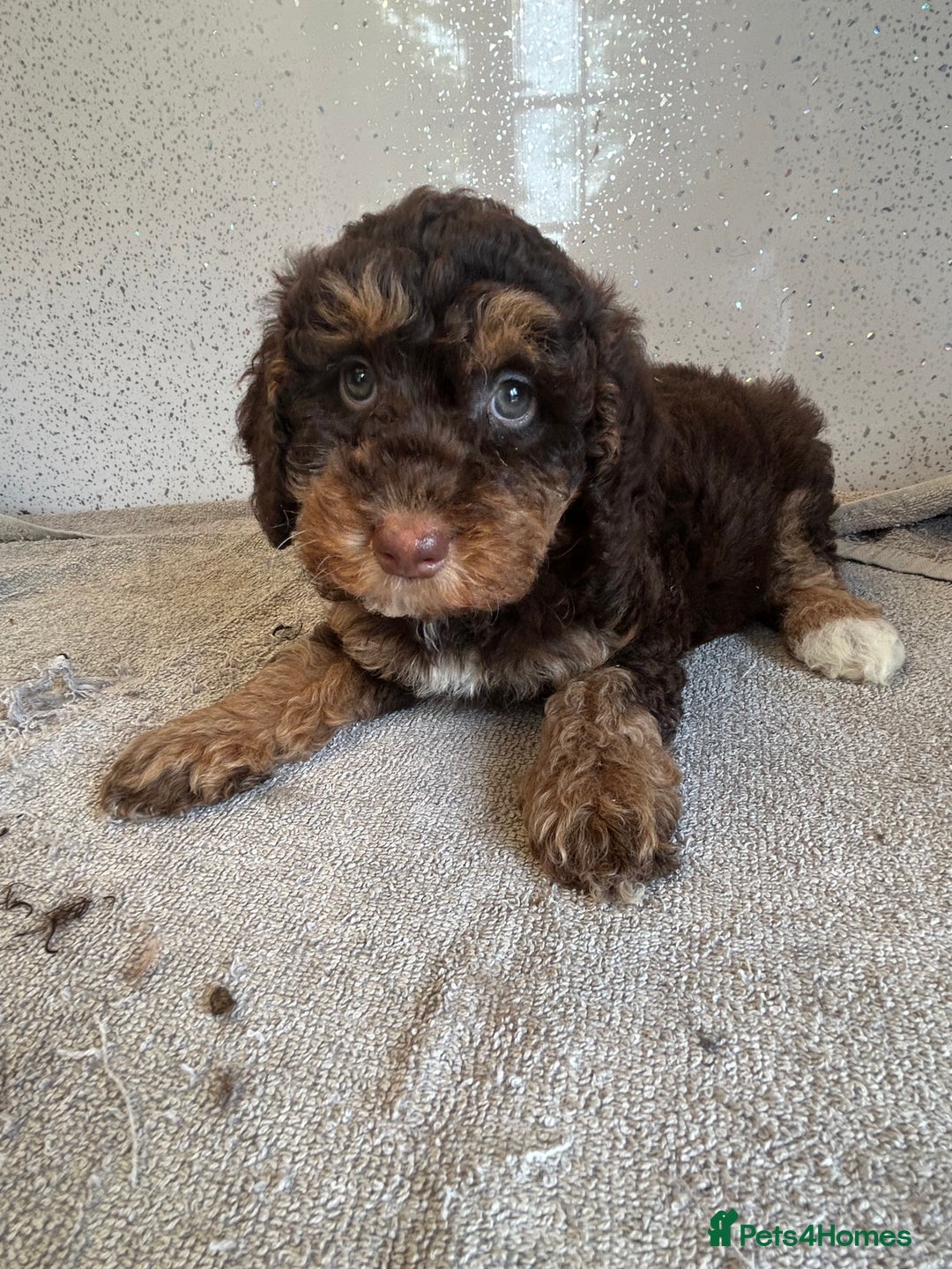 Shihpoo dogs for sale: Stunning shihpoo puppies - Image 5
