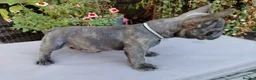 French Bulldog dogs for sale: 🐾 FRENCH BULLDOG PUPPIES | OUTSTANDING PEDIGREE • - Advert 26