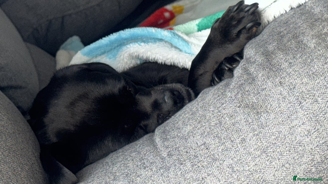 Mixed Breed dogs for sale: Both for rehoming - Advert 6