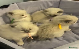 Ragdoll cats for sale: Three beautiful blue ragdoll kittens  - Image 3