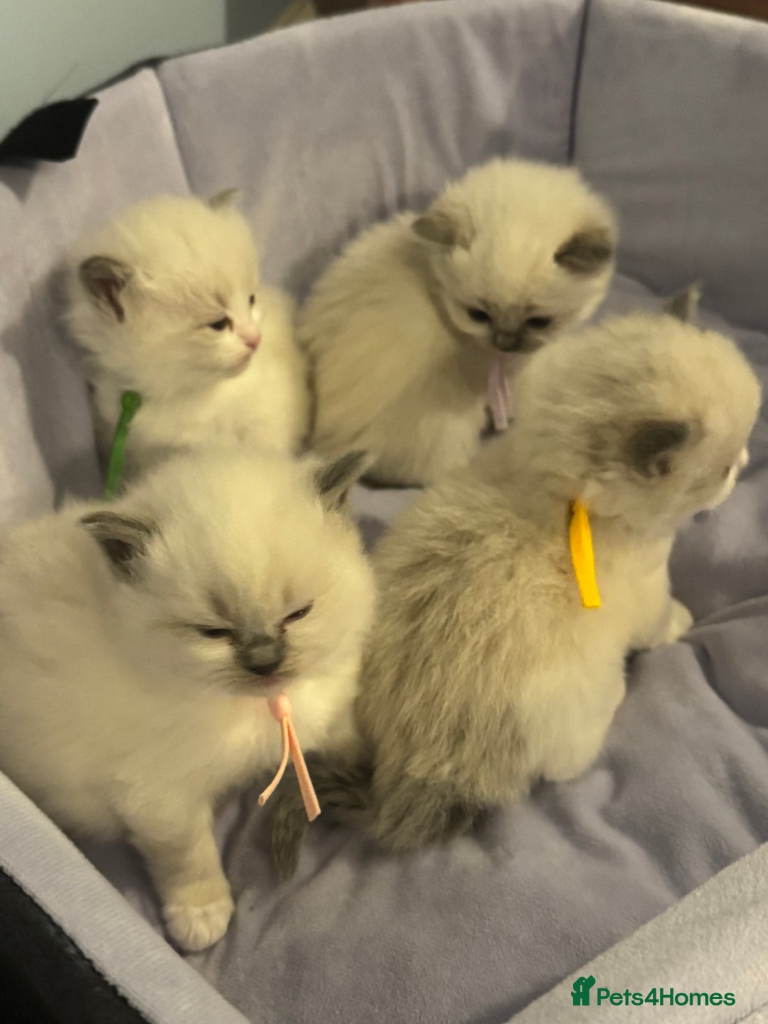 Ragdoll cats for sale: Three beautiful blue ragdoll kittens  - Image 3
