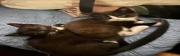 Mixed Breed cats for sale: Playful, confident and smart kitties! in Winchester - Advert 9