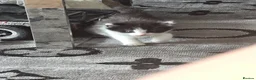 Mixed Breed cats for sale: 3 black and white kittens  - Advert 6