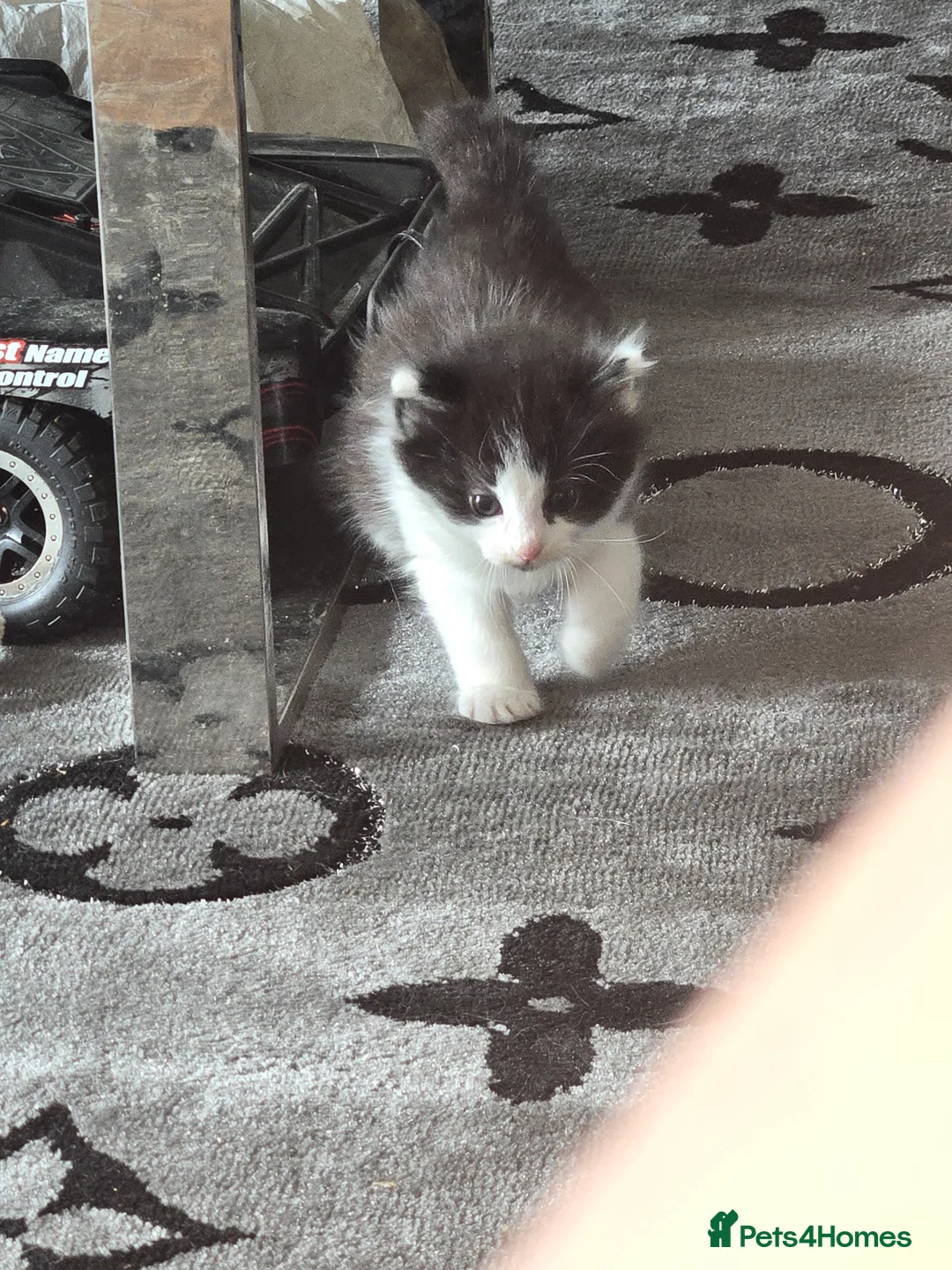 Mixed Breed cats for sale: 3 black and white kittens  - Advert 6