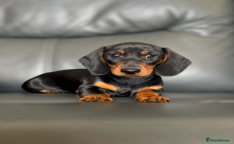 Miniature Dachshund dogs - Advert 3