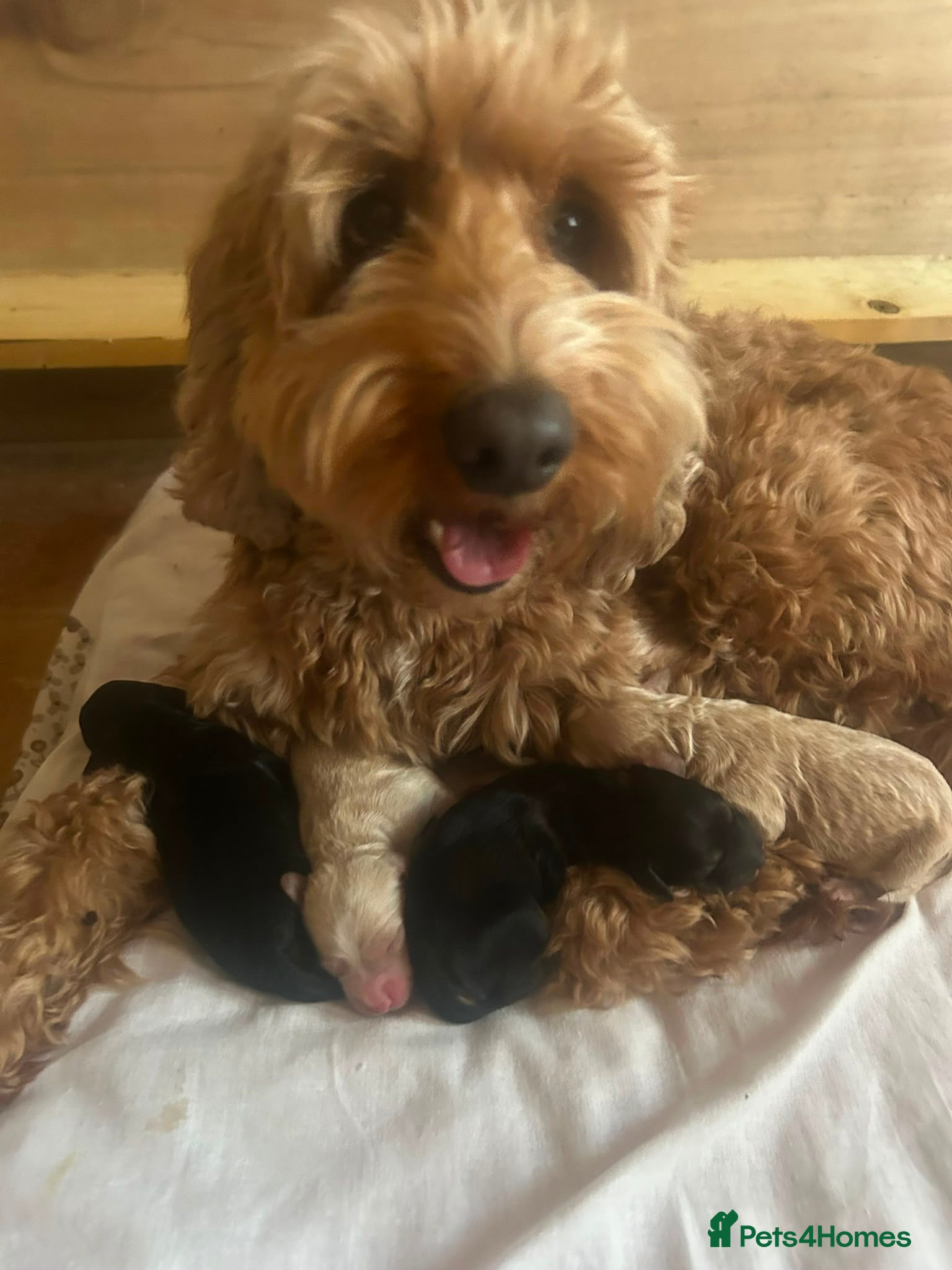 Cockapoo dogs Beautiful 11 Week Old Cockapoo Puppies Ready - Advert 1
