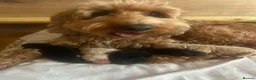 Cockapoo dogs for sale: Beautiful 11 Week Old Cockapoo Puppies Ready - Advert 1