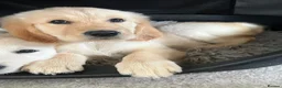 Goldador dogs for sale: Golden retriever 3/4 x 1/4 Labrador puppies in Barnsley - Advert 12