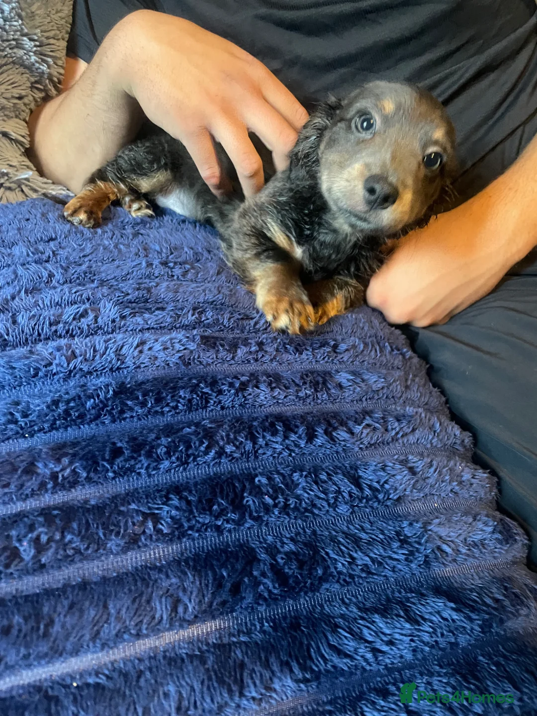 Jackshund dogs for sale: 3 beautiful dachshund x jack Russell puppies  - Advert 1
