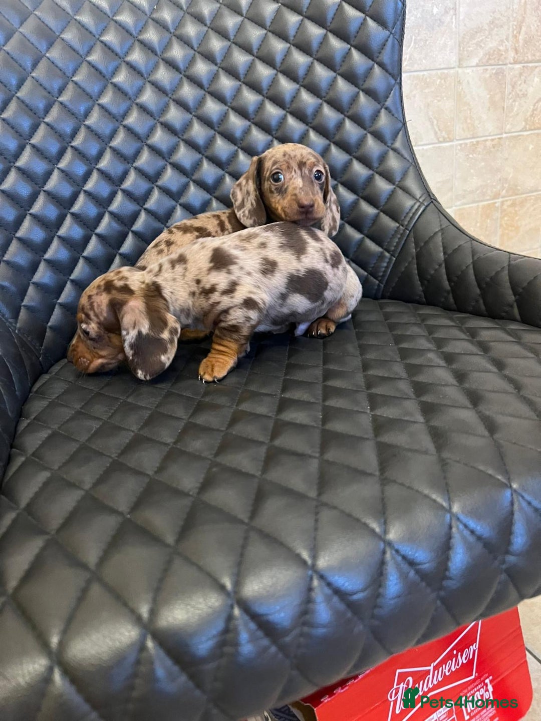 Dachshund dogs for sale: Dachshund puppies  - Advert 20