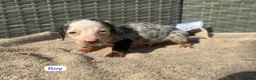 Dachshund dogs for sale: Sausage dog Puppys absolutely adorable in Dereham - Advert 2