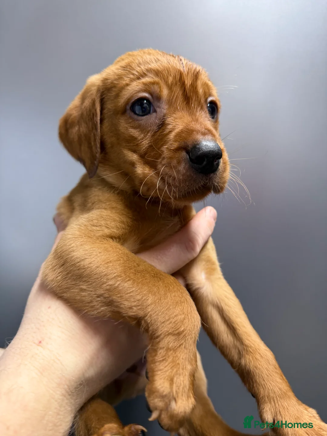 Labrador Retriever dogs for sale: KC Reg Labrador Puppies (mix of Red/blonde) - Advert 13