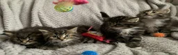 Norwegian Forest Cat cats for sale: Norwegian Forest kittens - Advert 5