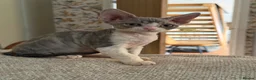 Devon Rex cats for sale: Two beautiful Devon Rex Boys - Advert 5