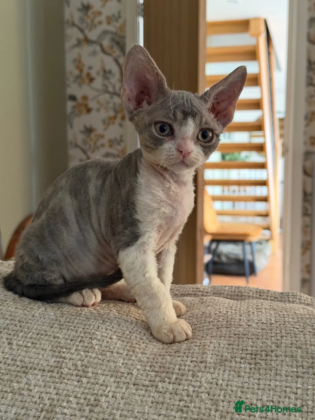 Devon Rex cats for sale: Two beautiful Devon Rex Boys - Advert 5