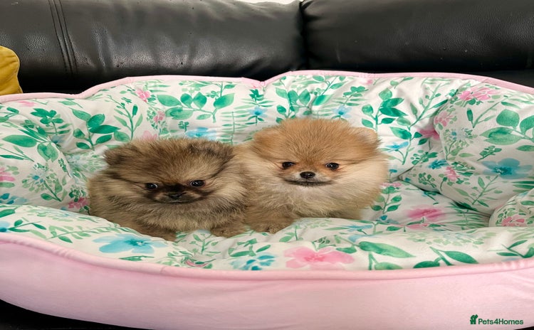 Pomeranian dogs - Advert 4