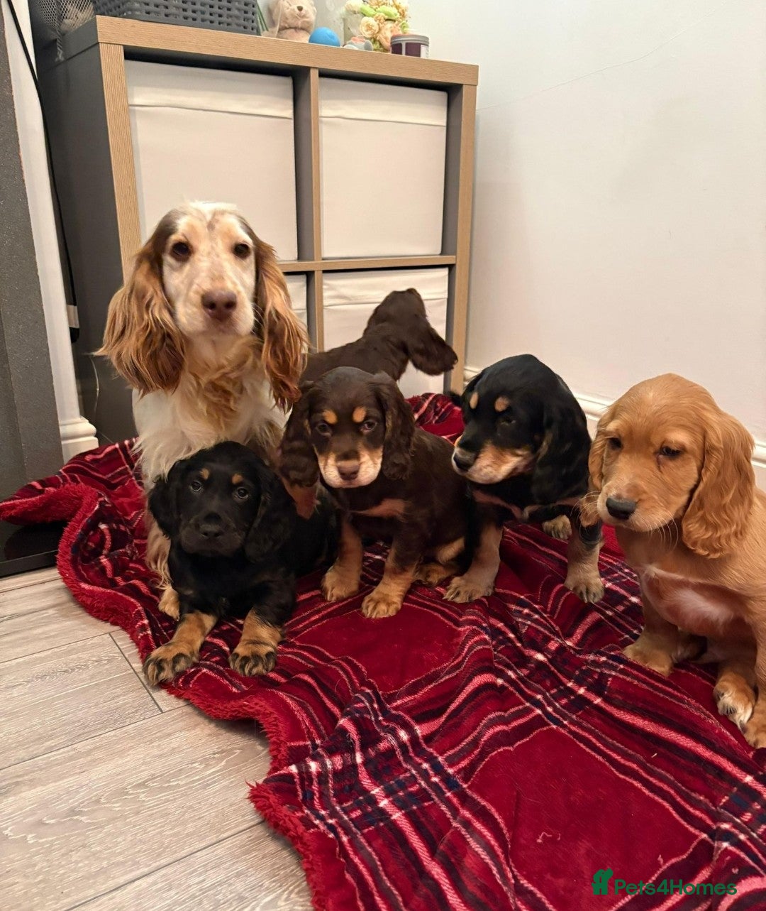 Cocker Spaniel dogs Awesome Super chunky playfull home raised Show typ - Advert 1