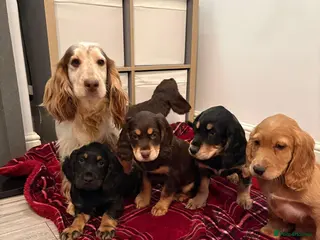 Cocker Spaniel dogs Awesome Super chunky playfull home raised Show typ - Advert 1