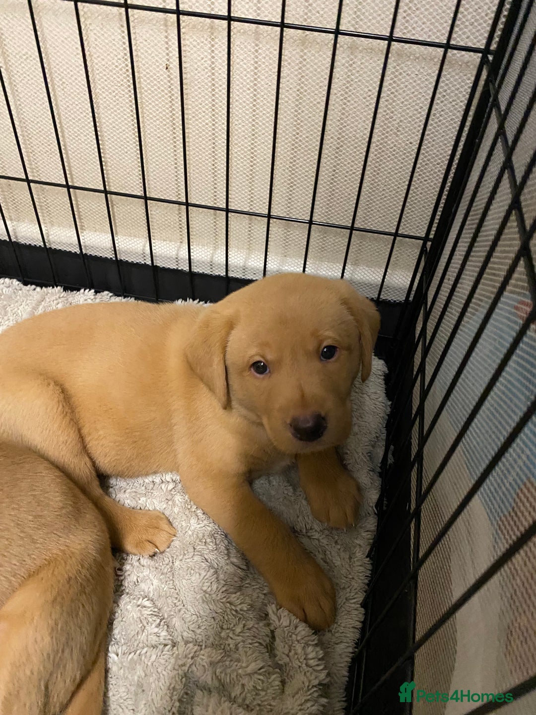 Labrador Retriever dogs for sale: Chuncky Labrador puppies - Advert 10