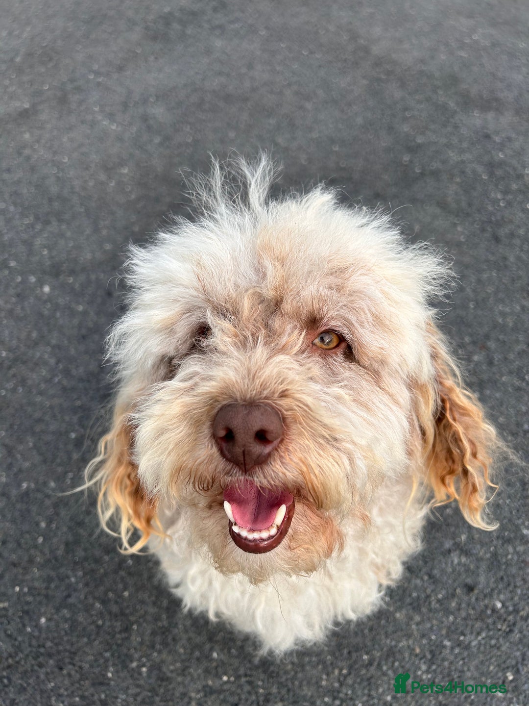 Cockapoo dogs for sale: F2 cockapoo  - Image 9