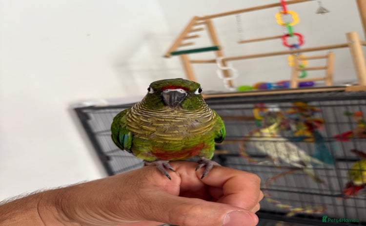 Conures birds - Advert 1