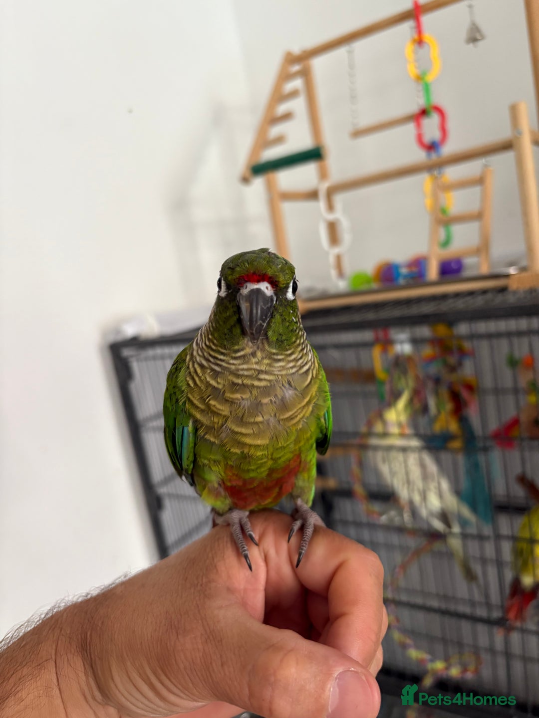 Conures birds for sale: Conure for sale - Image 1