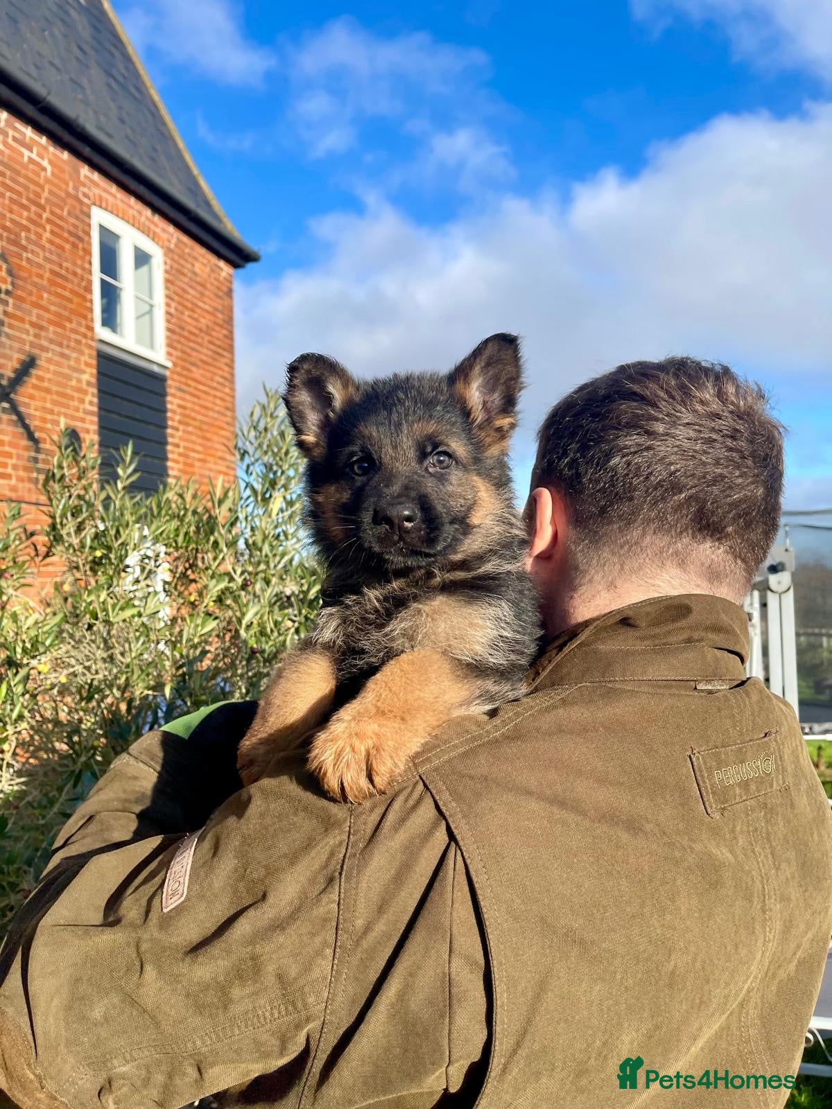 German Shepherd dogs Last Male GSD Puppy – Enzo vom Ezenthal - Advert 6