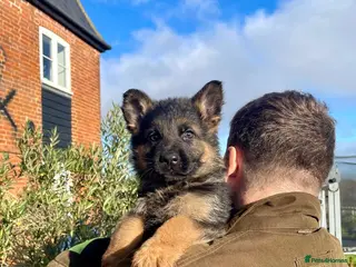 German Shepherd dogs Last Male GSD Puppy – Enzo vom Ezenthal - Advert 6
