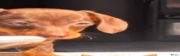Miniature Dachshund dogs for sale: Chocolate and tan miniature dachshunds - Advert 8