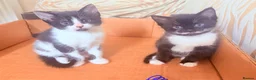 Mixed Breed cats for sale: 5 Kittens Available❤️ - Advert 17