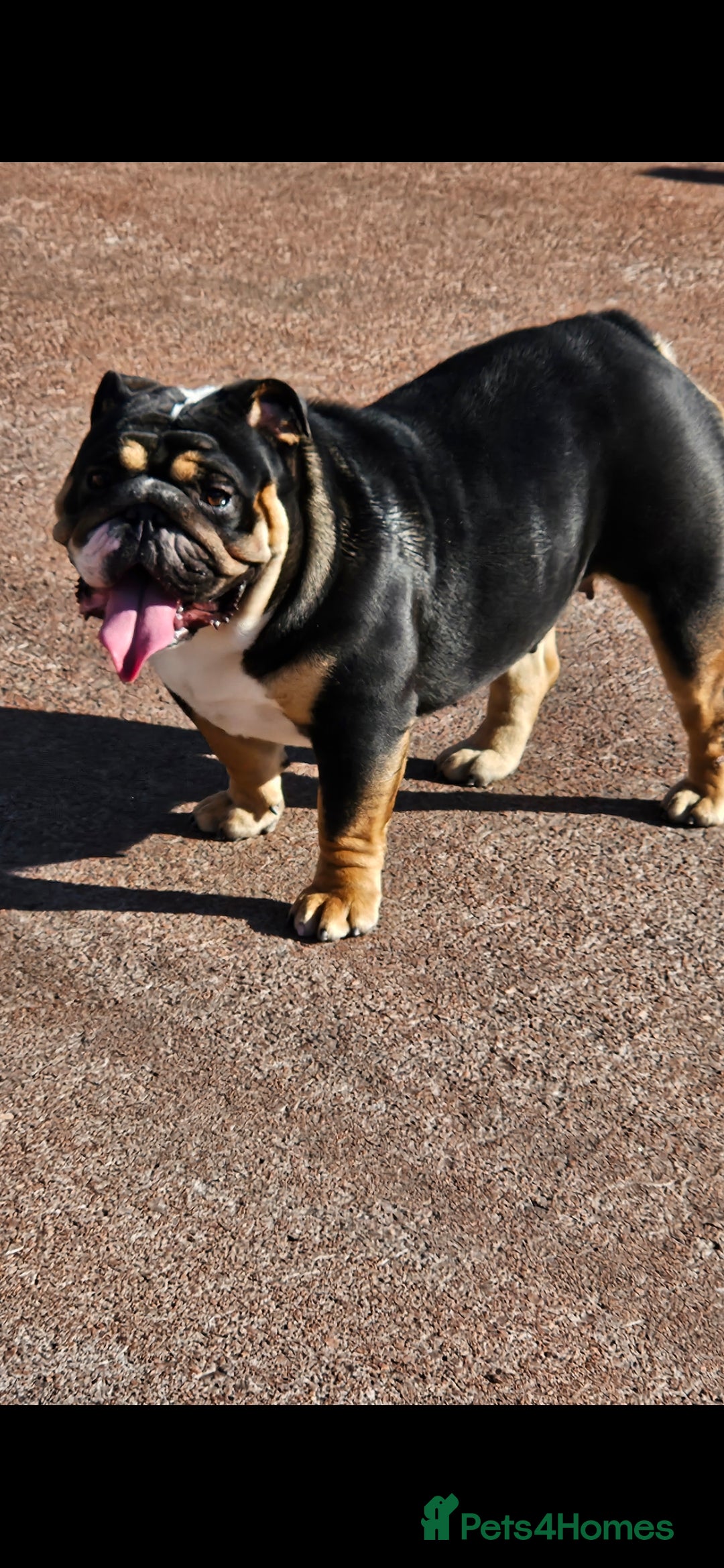 English Bulldog dogs for sale: Kc british bulldog pups💙❤️ - Image 18