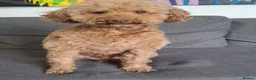 Miniature Poodle dogs for stud:  Miniature Poodle Stud Available - Advert 6