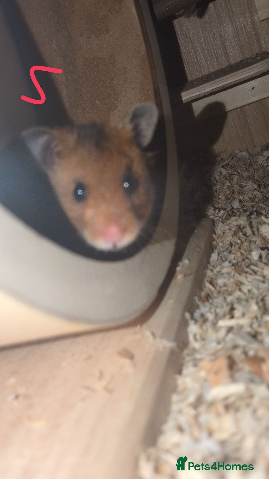 Hamster rodents for sale: Brown Syrian hamster and cage  - Advert 9