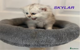 Persian cats for sale: **LAST ONE** Stunning pure Persian Kittens PKD Neg - Image 15