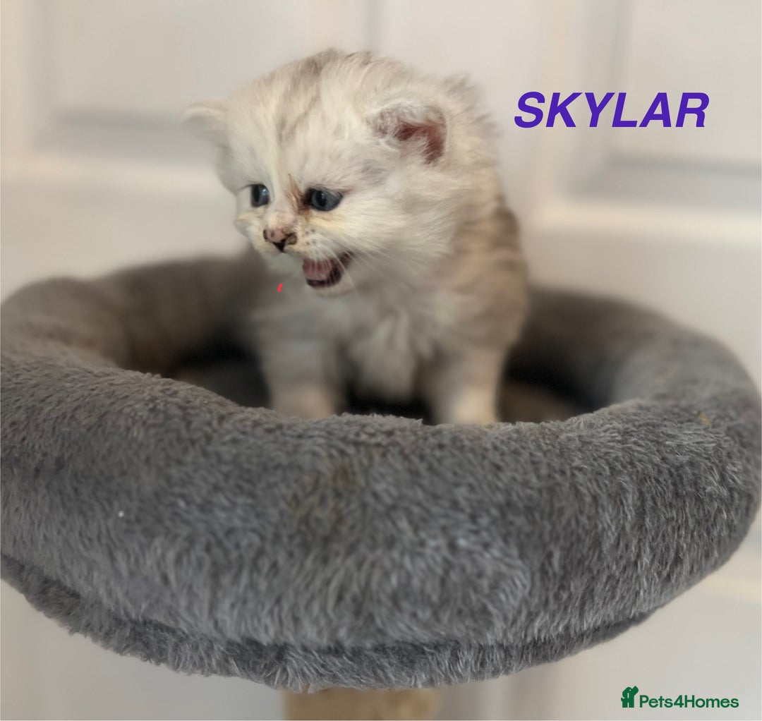 Persian cats for sale: **LAST ONE** Stunning pure Persian Kittens PKD Neg - Image 15