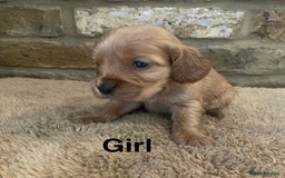Cocker Spaniel dogs for sale: KC Cocker Spaniel Puppies  - Image 6