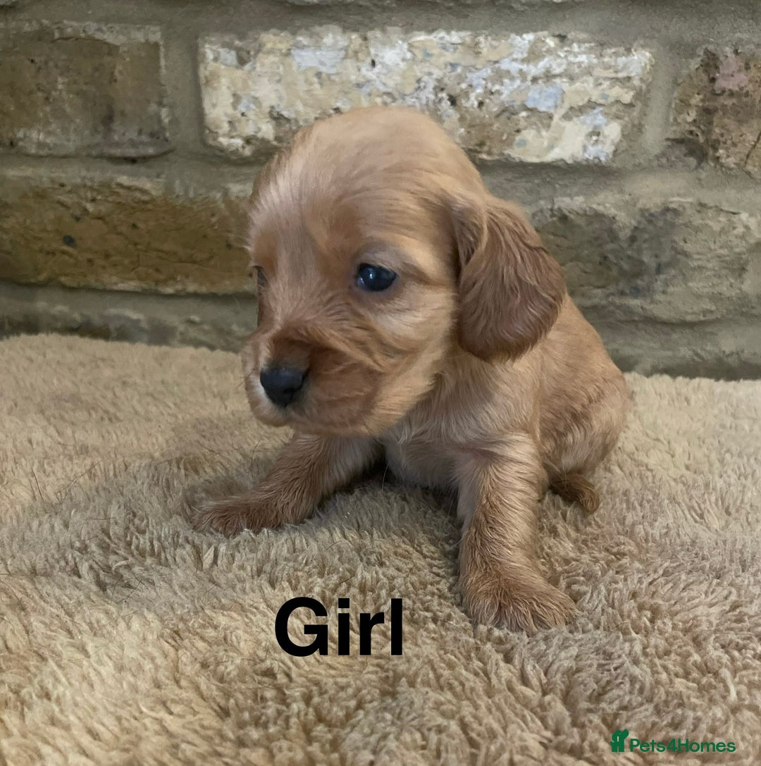 Cocker Spaniel dogs for sale: KC Cocker Spaniel Puppies  - Image 6