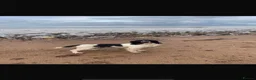 English Springer Spaniel dogs for sale: Exceptional ESS pups from tested working parents  - Advert 4