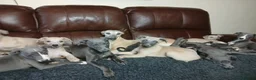 Whippet dogs for sale: High Quality Whippet pups Crufts - Advert 38