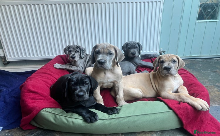 Great Dane dogs - Advert 2