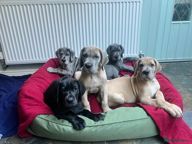 Great Dane dogs - Advert 2