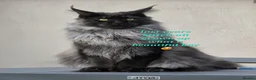 Maine Coon cats for sale: Beautiful large boys Russian Bloodline  - Advert 3