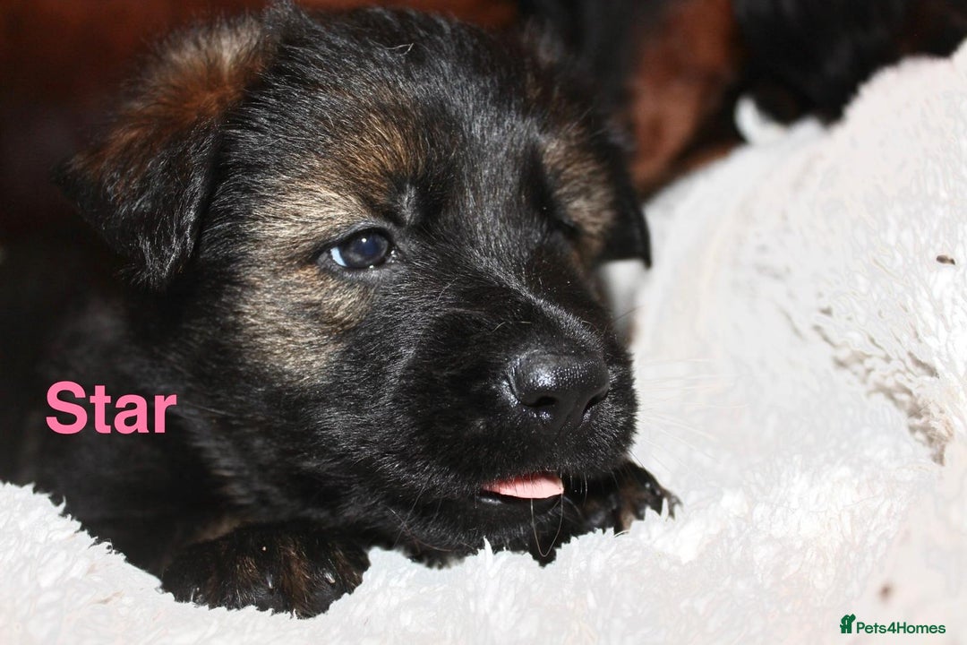 German Shepherd dogs for sale: German shepherd puppies  - Advert 19