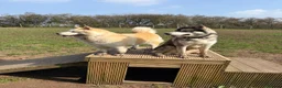 Siberian Husky dogs for stud: Siberian husky for stud  - Advert 6