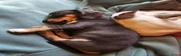 Chiweenie dogs for sale: Chihuahua x mini dachshund - Advert 6