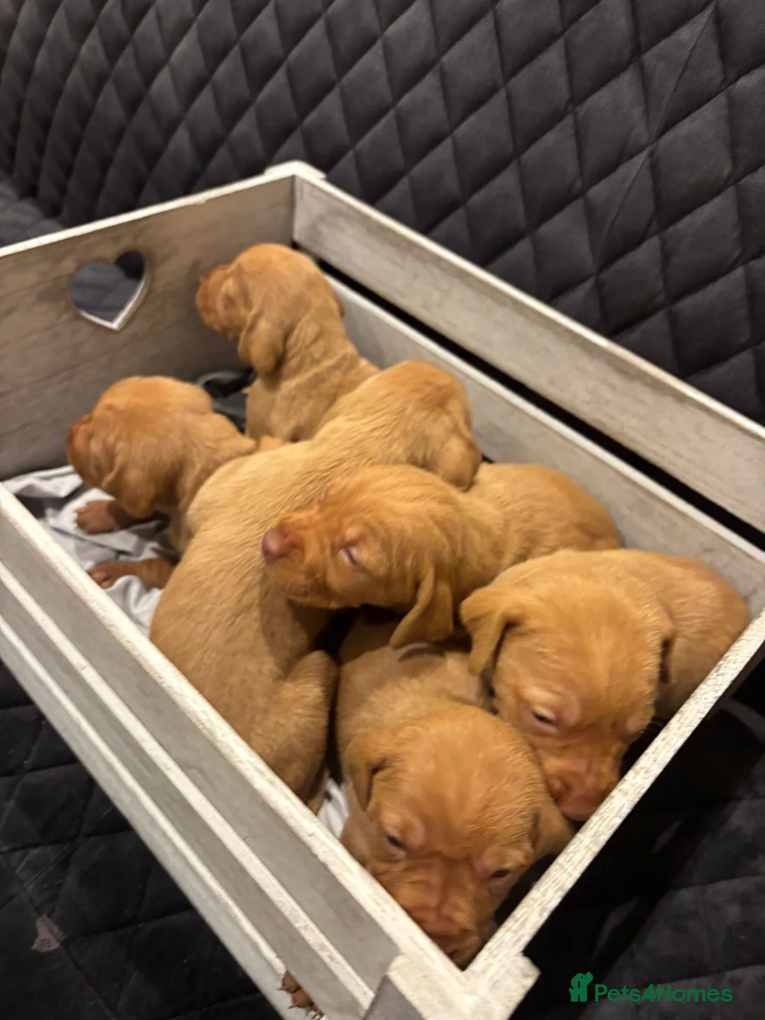Hungarian Vizsla dogs for sale: Hungarian Vizsla KC Puppies excellent Pedigree - Advert 3